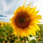 Sunflower 30 Seeds