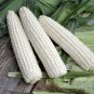 Corn Ping Pong Organic Russian Heirloom Vegetable 200 Seeds