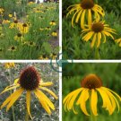 Yellow Spider Echinacea purpurea Coreflower 200 Seeds