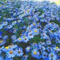 'Zhui Meng' Light Blue Bellis Perennis Daisy Flower 40 Seeds
