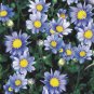 'Zhui Meng' Light Blue Bellis Perennis Daisy Flower 40 Seeds