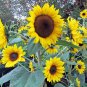 Many Headed Sunflower for Bonsai 30 Seeds