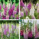 Digitalis Purpurea Foxglove Colorful Flowers 120 Seeds