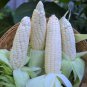 White Glutinous Maize Corn 400 Seeds