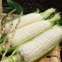 White Glutinous Maize Corn 400 Seeds