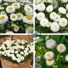 Dwarf White English Daisy Bellis Perennis Flower 120 Seeds
