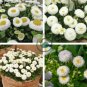 Dwarf White English Daisy Bellis Perennis Flower 120 Seeds