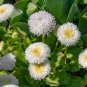 Dwarf White English Daisy Bellis Perennis Flower 120 Seeds