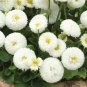 Dwarf White English Daisy Bellis Perennis Flower 120 Seeds