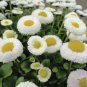 Dwarf White English Daisy Bellis Perennis Flower 120 Seeds