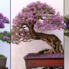 Blue Purple Lavender Series Bonsai Flowers 40 Seeds