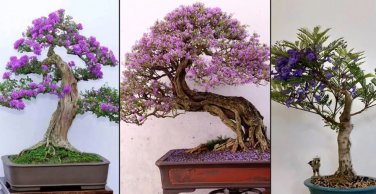 Blue Purple Lavender Series Bonsai Flowers 40 Seeds