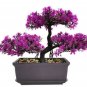 Blue Purple Lavender Series Bonsai Flowers 40 Seeds