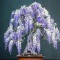 Blue Purple Lavender Series Bonsai Flowers 40 Seeds