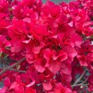 Pink Climbing Bougainvillea Spectabilis Willd Bonsai Plant 200 Seeds