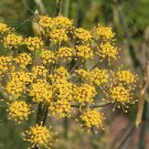 New Fresh Bulbing Fennel Foeniculum Vulgare Dulce Finale Herb 50 Seeds