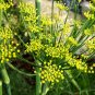 New Fresh Bulbing Fennel Foeniculum Vulgare Dulce Finale Herb 50 Seeds