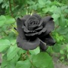 China Rare Black Rose Flower Bonsai 300 seeds