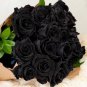 China Rare Black Rose Flower Bonsai 300 seeds