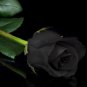 China Rare Black Rose Flower Bonsai 300 seeds