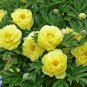 Rare Colorful Hybrid Chinese Peony Tree 10 Seeds