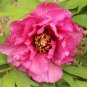 Rare Colorful Hybrid Chinese Peony Tree 10 Seeds