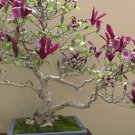 Mini Magnolia 60 seeds