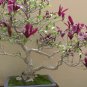 Mini Magnolia 60 seeds