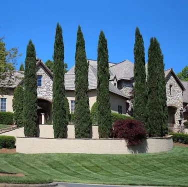 Mini Bule Italian Cypress Tree Plants Popular 100 Seeds
