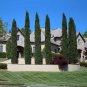 Mini Bule Italian Cypress Tree Plants Popular 100 Seeds