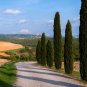 Mini Bule Italian Cypress Tree Plants Popular 100 Seeds