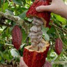 Cocoa Plant Theobroma Cacao (Large Round Trinitario)  50 Seeds
