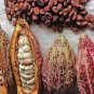 Cocoa Plant Theobroma Cacao (Large Round Trinitario)  50 Seeds