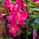 Climbing Mandevilla Sanderi Dipladenia sanderi See ed Perennial Flower 200 Seeds