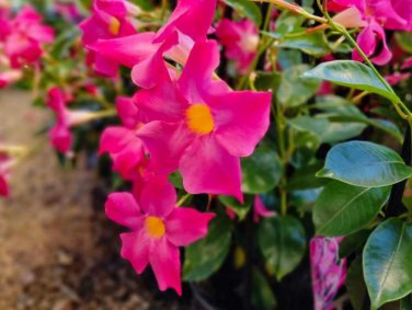 Climbing Mandevilla Sanderi Dipladenia sanderi See ed Perennial Flower 200 Seeds