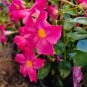 Climbing Mandevilla Sanderi Dipladenia sanderi See ed Perennial Flower 200 Seeds