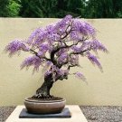 Purple Wisteria Bonsai Tree 10 Seeds