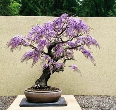 Purple Wisteria Bonsai Tree 10 Seeds