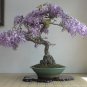 Purple Wisteria Bonsai Tree 10 Seeds