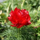 Double Flowering Fernleaf Peony Rubra Plena fower 100 Seeds