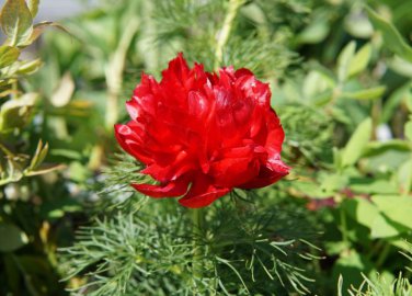 Double Flowering Fernleaf Peony Rubra Plena fower 100 Seeds