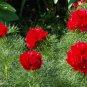 Double Flowering Fernleaf Peony Rubra Plena fower 100 Seeds