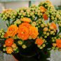 Kalanchoe Bonsai Longevity Flower Potted Plants Planting Seasons Flowering Plants 200 Seeds