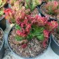 Euphorbia Lactea 200 Seeds