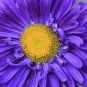 Chinese Aster Bonsai, Strong Ability to reproduce 200 Seeds