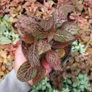 Fittonia verschaffeltii Bonsai Mini Easy Planting Balcony Fun Indoor Flower 200 Seeds