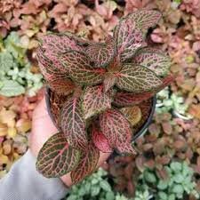 Fittonia verschaffeltii Bonsai Mini Easy Planting Balcony Fun Indoor Flower 200 Seeds
