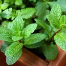 Different Flower Plant Bonsai 200 Seeds
