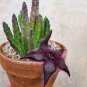Bonsai Plants Stapelia Pulchella Plant Perennial Flower Bonsai 240 Seeds