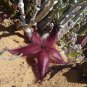 Bonsai Plants Stapelia Pulchella Plant Perennial Flower Bonsai 240 Seeds